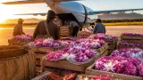 Inírida y la Flor de Inírida: de símbolo local a producto exportable y sus riesgos