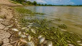 Nueva mortandad de peces en la Ciénaga de Pijiño alerta a autoridades del sur del Magdalena