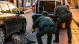 Policía ambiental rescata a zorro gris juvenil hallado bajo un vehículo y lo devuelve a su hábitat