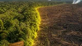 Proteger los bosques restantes, la estrategia más rentable para salvar la biodiversidad amazónica