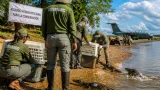 Reactivan conservación del cocodrilo del Orinoco y liberan 17 ejemplares en Casanare