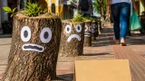 Tocones con 'rostros' en Córdoba ponen en evidencia la pérdida de árboles y reclaman reposición