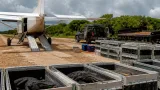 Trasladan por vía aérea 20 caimanes llaneros en Casanare para avanzar en su liberación