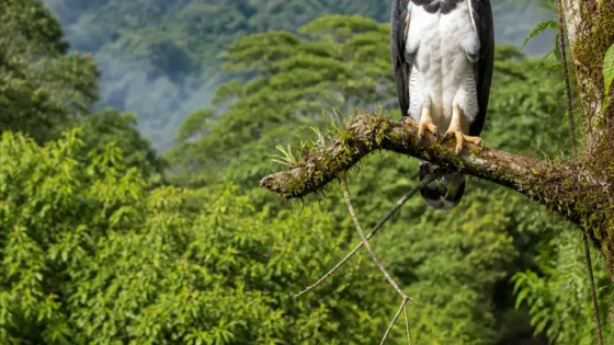 Registran por primera vez un águila arpía en los bosques de San Cipriano, Buenaventura