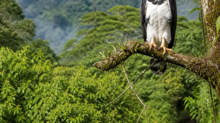 Registran por primera vez un águila arpía en los bosques de San Cipriano, Buenaventura