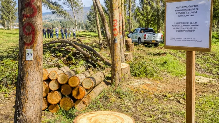 Sogamoso: autorizan tala de 458 árboles en el Parque Recreacional del Sur y abre debate ambiental