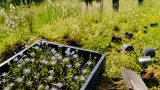 Botanici vysadili 84 rostlin kriticky ohroženého zvonovce na Babinských loukách u Malečova