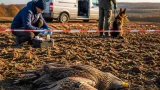 VETUNI Brno: GPS stopa vedla k nálezu mrtvého orla mořského na Vysočině