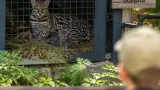 Zoo Zlín hlásí světové úspěchy v odchovu turaka, vousáka a tukana
