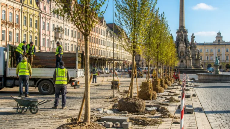 Do centra Plzně začaly sázet jilmy, dokončení rekonstrukce náměstí plánují na začátek září