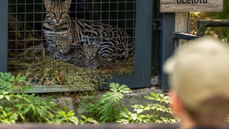Olomouc: Zoo hlásí dvě nová mláďata ocelotů, spatřit je lze jen s velkou dávkou štěstí
