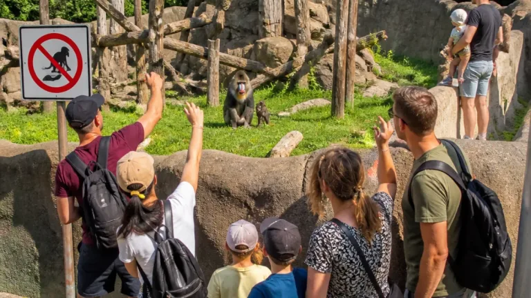 Ostrava: Návštěvníci v zoo házeli krmení mandrilům, ohrozili i malé dítě