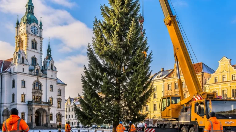 Písek hledá dárce vánočního jehličnanu pro letošní výzdobu města