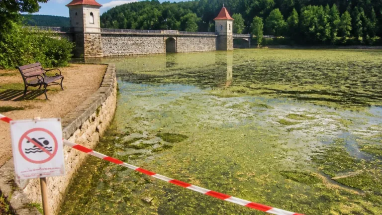 Sinice proměnily Les Království: místo lesních výhledů zápach a vrstva tlející biomasy