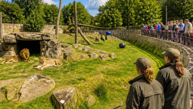 V Zoo Zlín si lvici Elsu přivykl novým parťákem Takko, společně už vychází do výběhu
