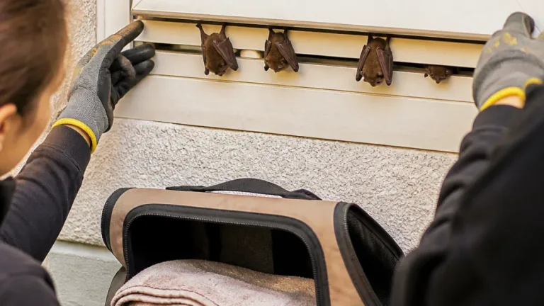Ventilačka u okna se stala smrtící pastí: ochranáři zachránili přes 30 netopýrů v Ústeckém kraji