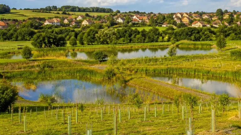 Vohančice získaly Cenu za krajinu za tisíce stromů, mokřady a zadržování vody