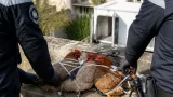 Polizei rettet vier Hühner von Bremer Balkon – Ermittlungen wegen Tierquälerei