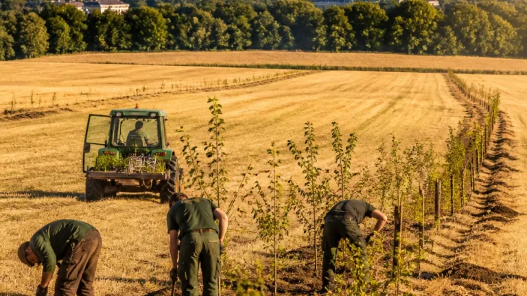 Brandenburg fördert Agroforst: Bäume auf Äckern sollen Trockenstress dämpfen
