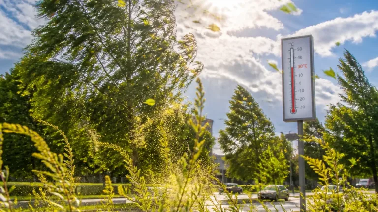 Norderstedt: Windige Tage, dann Hitze – aktuelle Wetter- und Pollenlage