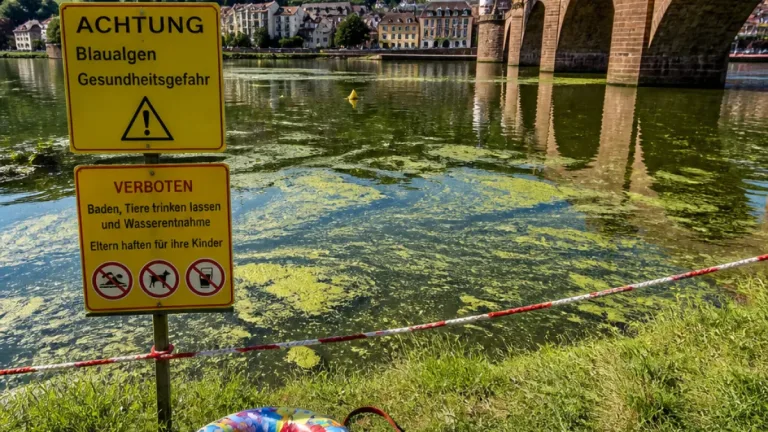Rhein-Neckar-Kreis warnt: Blaualgen im Neckar nachgewiesen – Badeverbot empfohlen