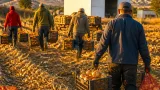 أفلو تسجل إنتاجا معتبرًا من البصل الجاف مع توقع وصول المحصول إلى نحو 187,800 قنطار