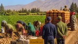 أفلو تتوقع إنتاج أكثر من 877 ألف قنطار من البطاطا الموسمية موسم 2025-2026