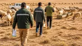 الأغواط: حملات ميدانية لإحصاء الثروة الحيوانية ومرافقة مربي الأغنام