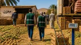 الأغواط تشدد المراقبة أثناء جني البطاطا وتؤكد على التخزين لتنظيم التموين المحلي