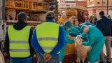 المدية: استكمال توزيع شحنة أغنام لتعويض الفلاحين المتضررين من الحرائق