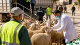 المدية: استمرار توزيع الأغنام لتعويض الفلاحين المتضررين من الحرائق ببلدية العيساوية