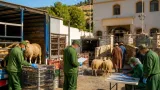 المدية: استئناف توزيع الأغنام لتعويض الفلاحين المتضررين من الحرائق في العيساوية