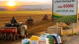 الشلف تسعى لإنتاج أكثر من مليون قنطار حبوب الموسم المقبل مع توسيع المساحات الزراعية