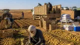السلطات الفلاحية بالأغواط تكثف المرافقة خلال موسم جني البطاطا لضمان تصريف المحصول