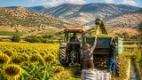 انطلاق حصاد دوار الشمس بوحدة العفرون في البليدة ضمن توجه لتعزيز النباتات الزيتية