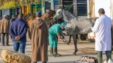 انطلاق توزيع الخيول في قصر البخاري لتعويض مربي المدية المتضررين من الحرائق