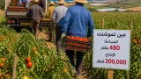 عين تموشنت تسجل إنتاجاً قياسياً من الطماطم الموسمية وتؤكد استقرار القطاع الزراعي
