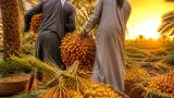 بداية موسم «المنقر» في واحات أولاد جلال وبسكرة وإقبال مبكر على التمور اللينة