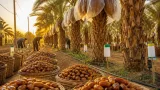 بسكرة تتجه نحو إنتاج يفوق 4 ملايين قنطار من التمور مع تفوق صنف دقلة نور