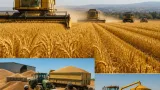 بومرداس تسجل إنتاجاً يقارب 40 ألف قنطار من الحبوب مع ارتفاع المساحات والمحصولية
