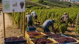 بومرداس تتوقع أكثر من 3.3 مليون قنطار من العنب وتؤكد صدارتها وطنياً