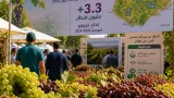 بومرداس تتوقع إنتاج أكثر من 3.3 مليون قنطار من العنب وتستضيف المعرض الوطني الخامس