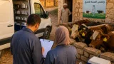 تجربة تحصين الماشية في المنيا المصرية: دروس قابلة للتطبيق في رأس الوادي