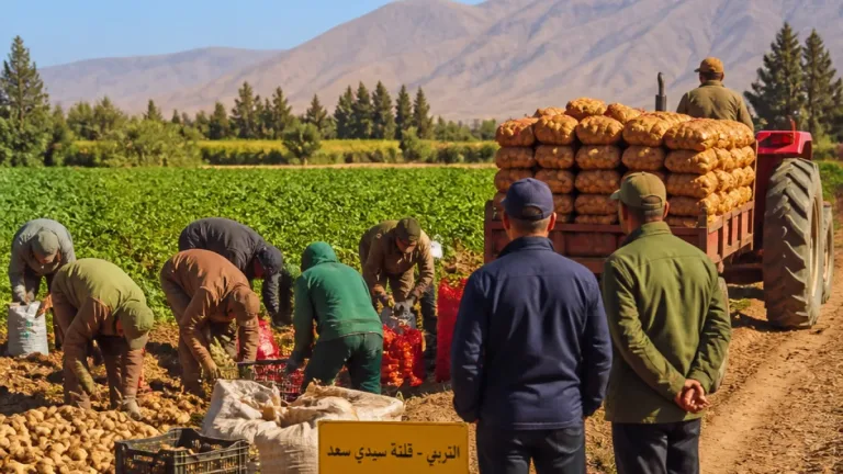 أفلو تتوقع إنتاج أكثر من 877 ألف قنطار من البطاطا الموسمية موسم 2025-2026