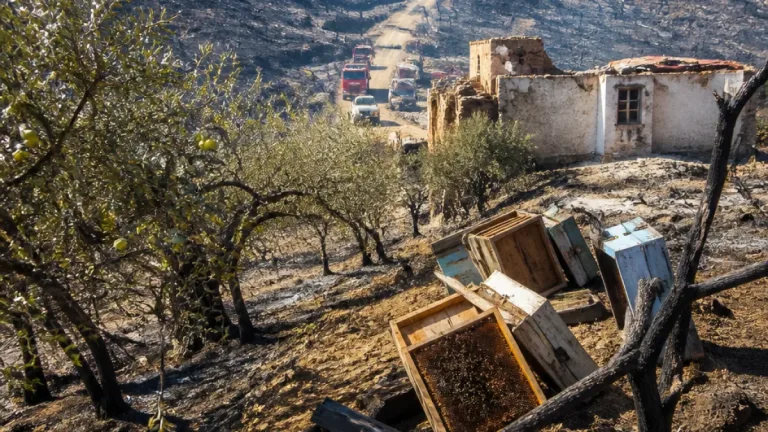 خسائر مادية وفلاحية واسعة جراء حرائق عدة ولايات.. جيجل تتصدر الخسائر بـ≈2000 هكتار
