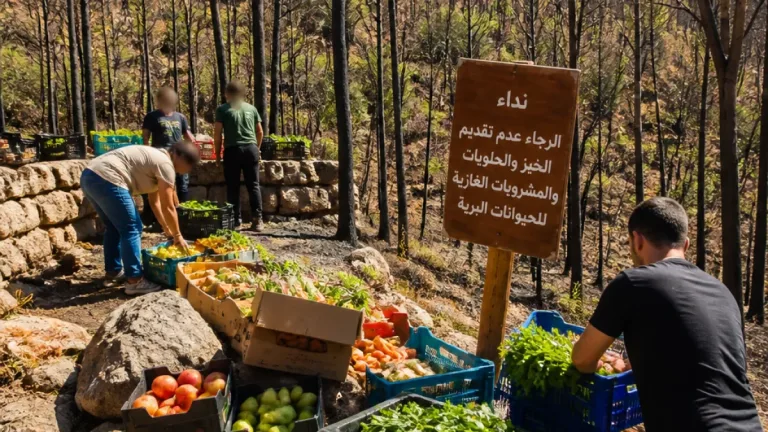 مديرية حظيرة تازة بجيجل تواصل إطعام الحيوانات البرية المتأثرة بحرائق الغابات في زيامة منصورية