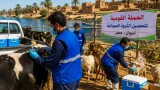 انطلاق الحملة القومية للتحصين ضد الجلد العقدي وطاعون المجترات الصغيرة بالمنوفية 25 أكتوبر