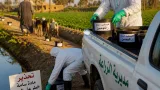 بدء حملة شاملة لمكافحة الفئران والقوارض في قنا بين 11 و29 أكتوبر لحماية المحاصيل