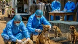 تكثيف حملات بيطرية في سوهاج بعد عقر كلبين ضالين لأكثر من 12 مواطنًا