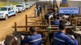مديرية الطب البيطري بكفر الشيخ تحصن أكثر من 243 ألف رأس ماشية ضمن الحملة القومية